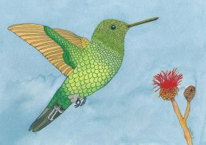 Steely-vented Hummingbird (Saucerottia saucerottei)