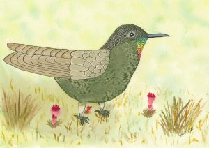 Olivaceous Thornbill (Chalcostigma olivaceum)